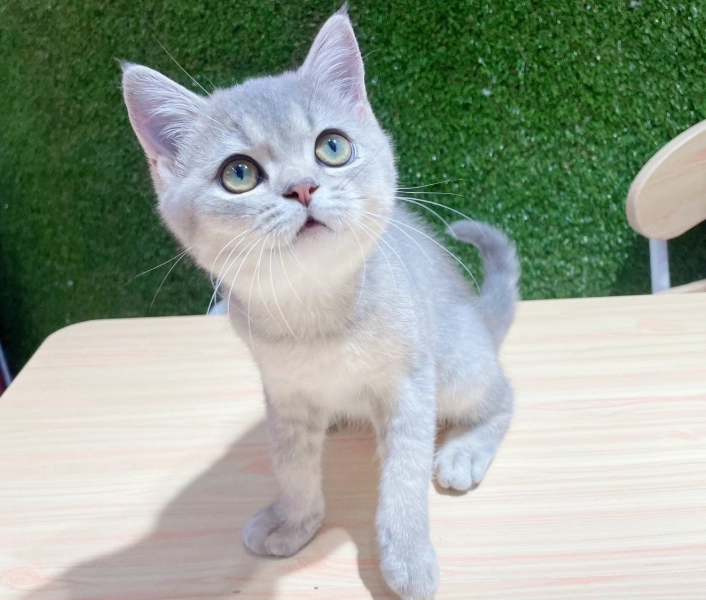 英國短毛貓飼養 英國短毛貓飼養