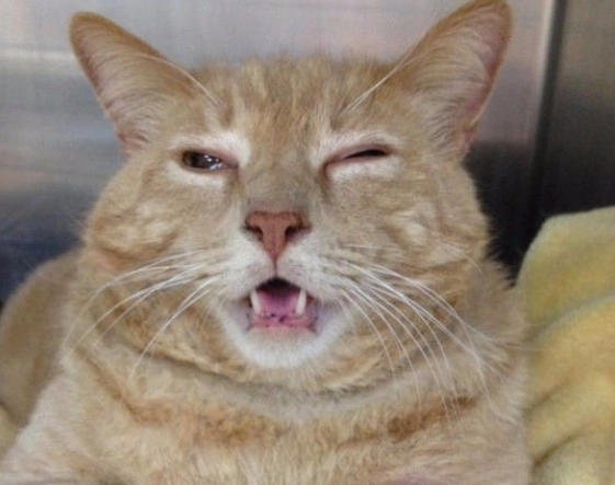 貓流口水原因 貓流口水原因