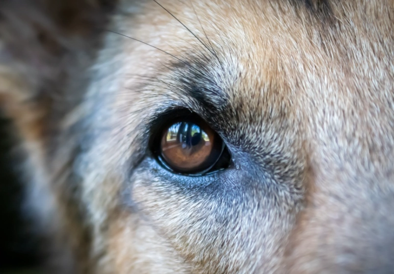 狗眼睛視網膜手術費用 狗眼睛視網膜手術費用