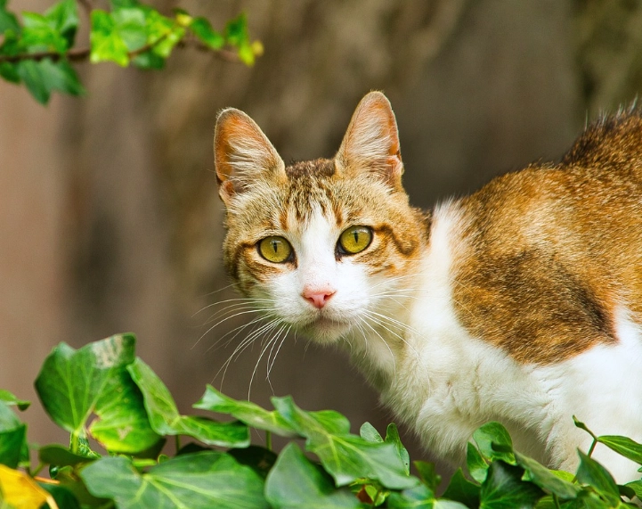 貓口腔疾病症狀 貓口腔疾病症狀
