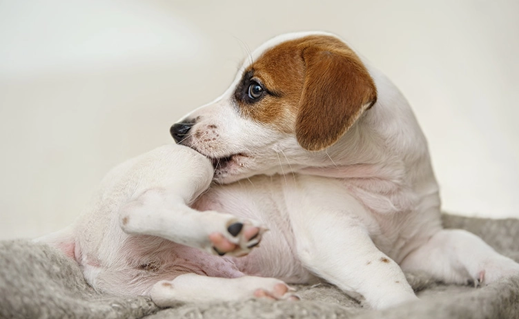 狗狗皮膚病治療費用