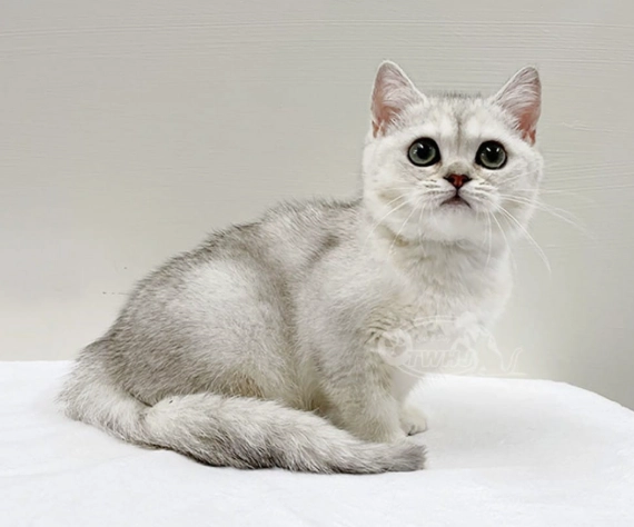 英國短毛貓優缺點 英國短毛貓優缺點