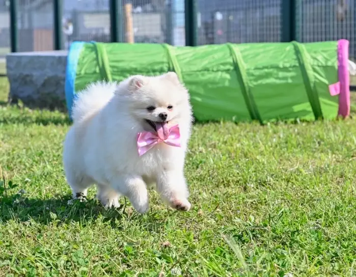 台北室內狗公園 台北室內狗公園