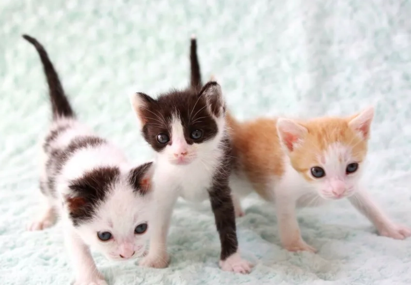 貓咪軟便怎麼辦 貓咪軟便怎麼辦