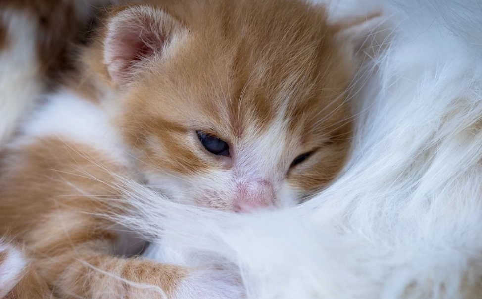 幼貓大便顏色 幼貓大便顏色