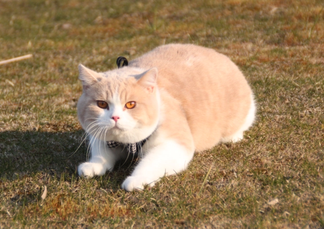 英國短毛貓優缺點 英國短毛貓優缺點