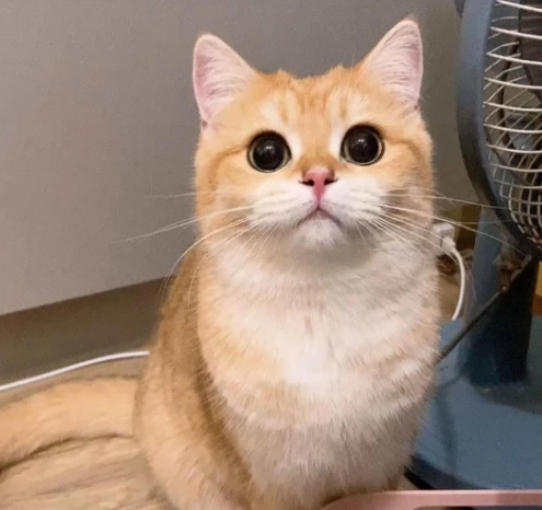 英國短毛貓飼養 英國短毛貓飼養