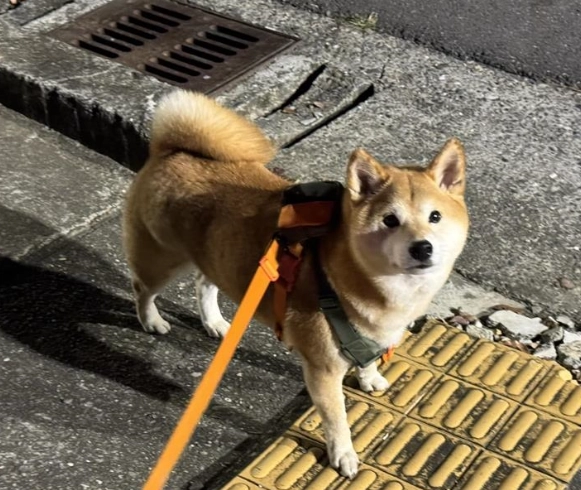 狗視網膜剝離治療 狗視網膜剝離治療