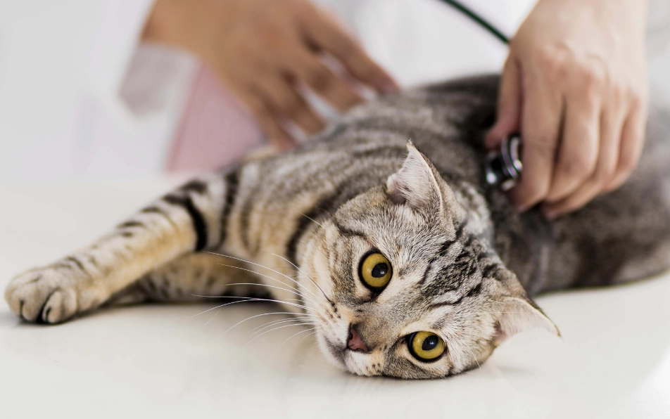 公貓結紮行為改變