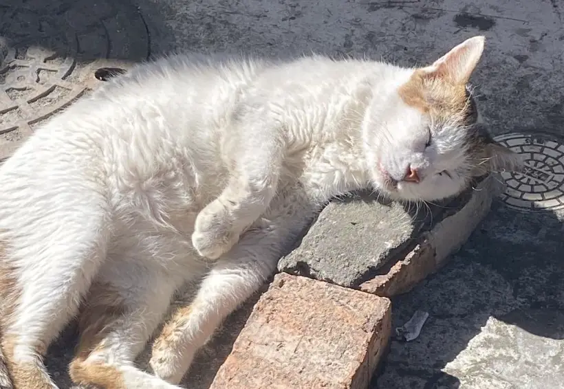 貓流口水原因 貓流口水原因