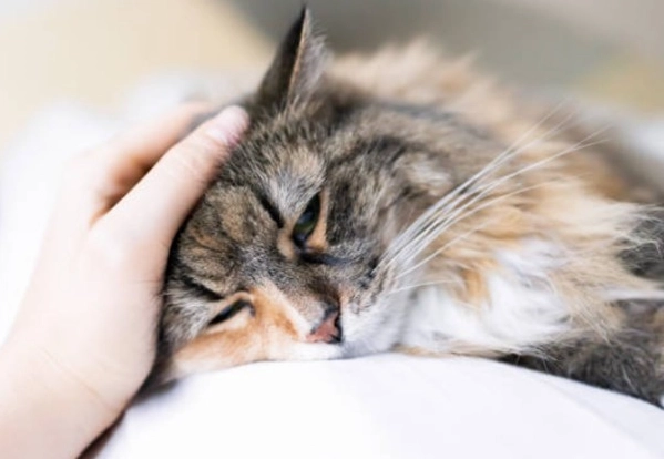 貓瘟預防 貓瘟預防