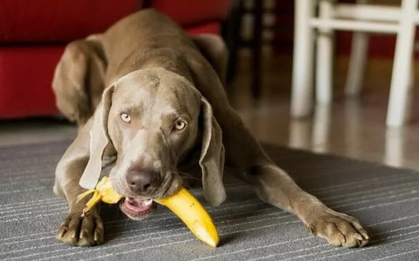 幼犬吃香蕉