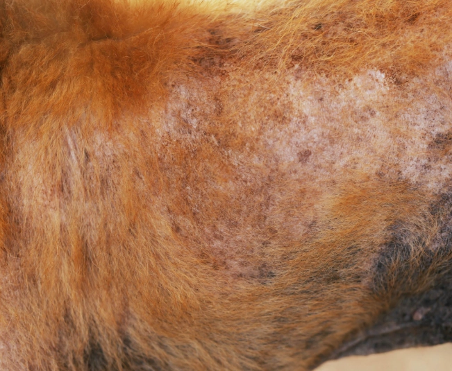 狗皮膚過敏治療費用