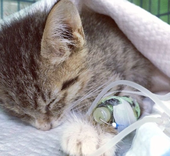 貓瘟預防 貓瘟預防