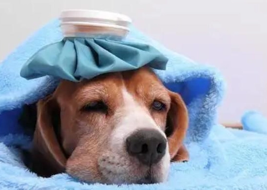 狗狗感冒症狀