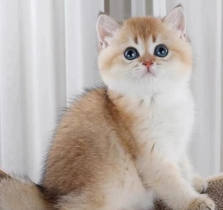 英國短毛貓飼養 英國短毛貓飼養