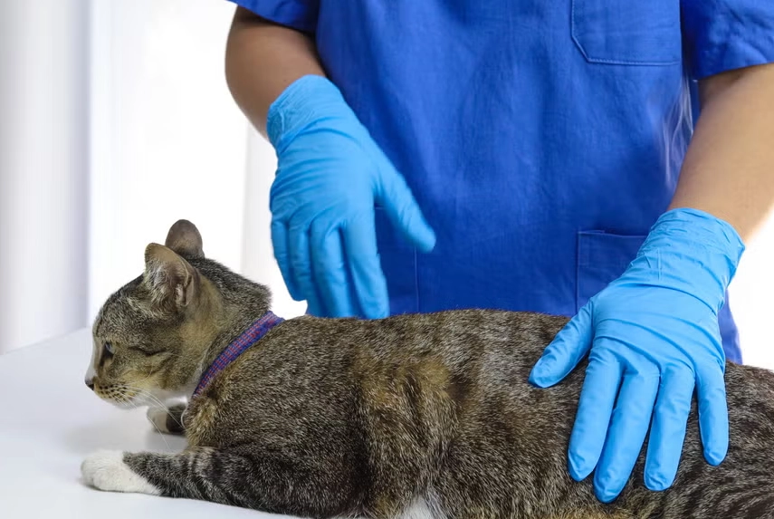 貓結紮傷口