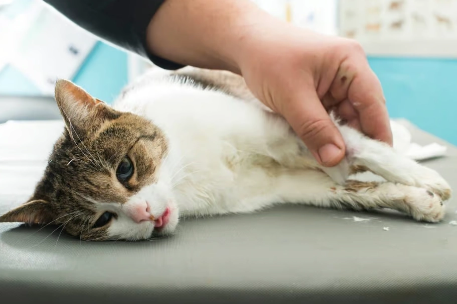 貓瘟治療 貓瘟治療