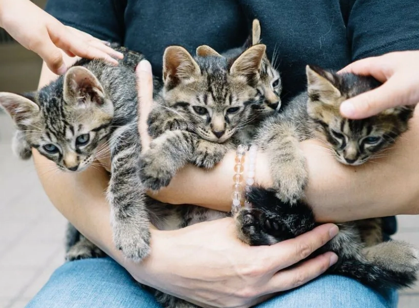 貓咪軟便怎麼辦 貓咪軟便怎麼辦