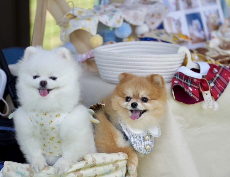 雨天遛狗去處 雨天遛狗去處