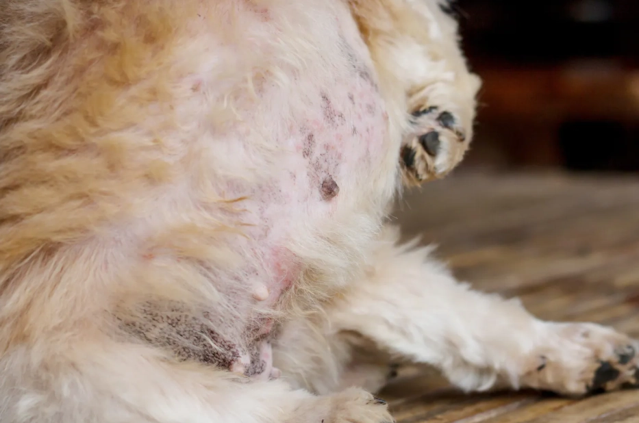 狗黴菌治療費用