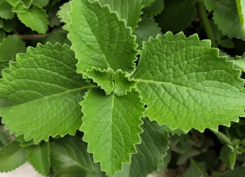 天然止咳方法 天然止咳方法