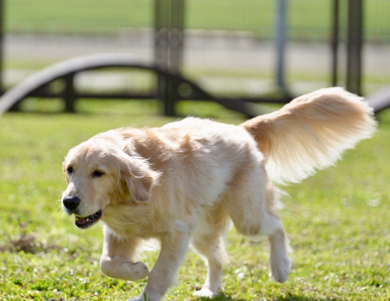 台北室內狗公園 台北室內狗公園