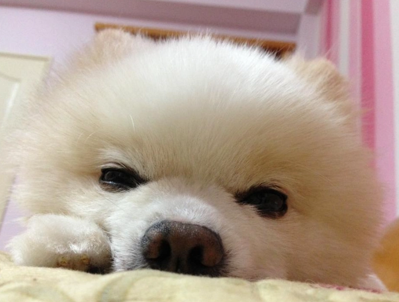 狗狗視網膜剝離症狀 狗狗視網膜剝離症狀