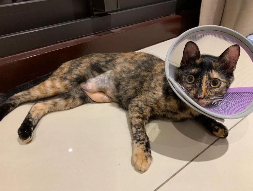 公貓結紮傷口在哪