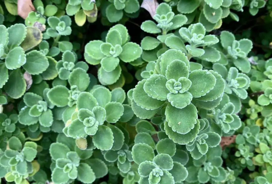 左手香功效 左手香功效
