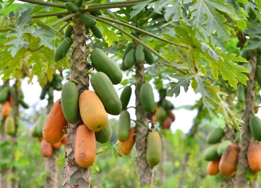 木瓜每日攝取量