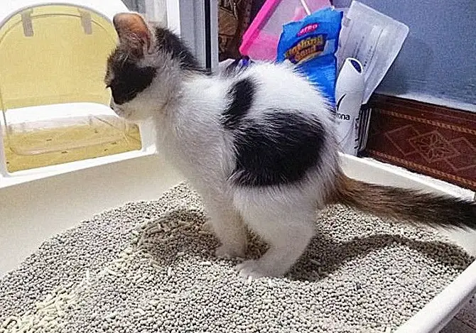 幼貓大便顏色 幼貓大便顏色