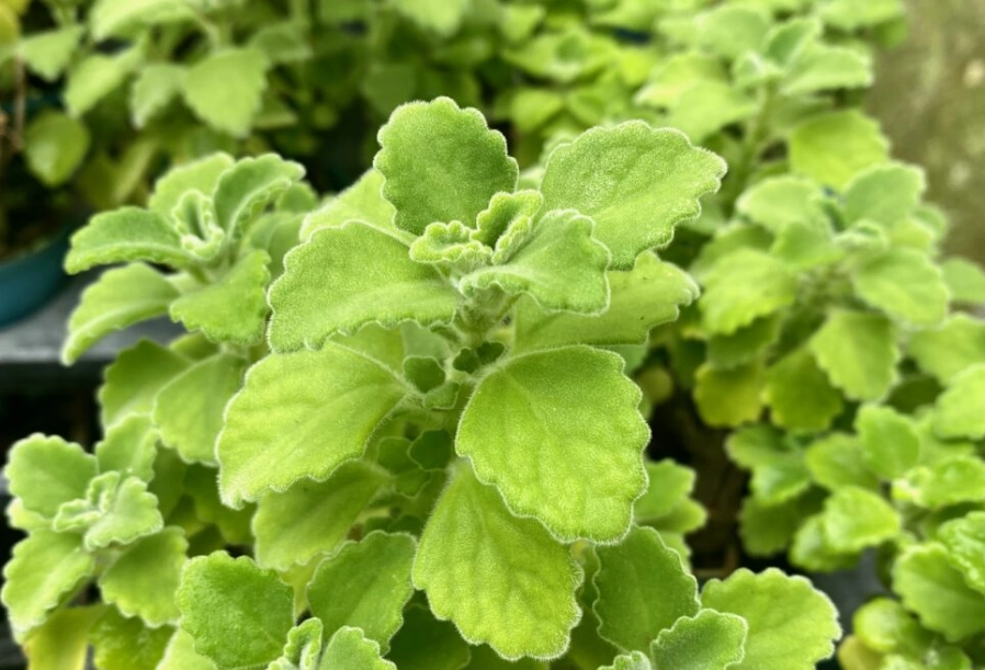 天然止咳方法 天然止咳方法