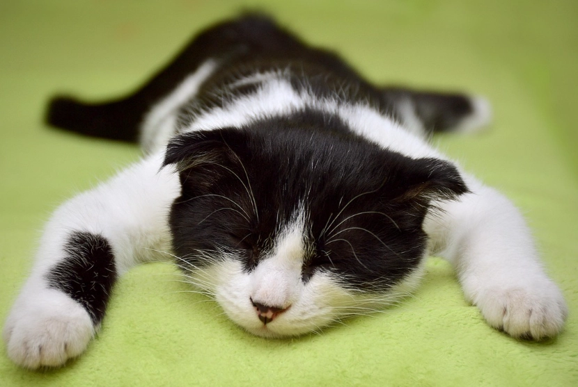 貓流口水處理方法 貓流口水處理方法