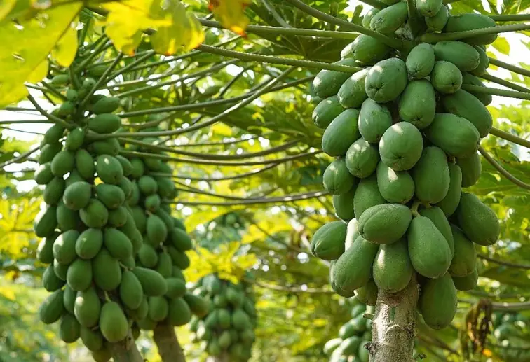 木瓜吃太多副作用