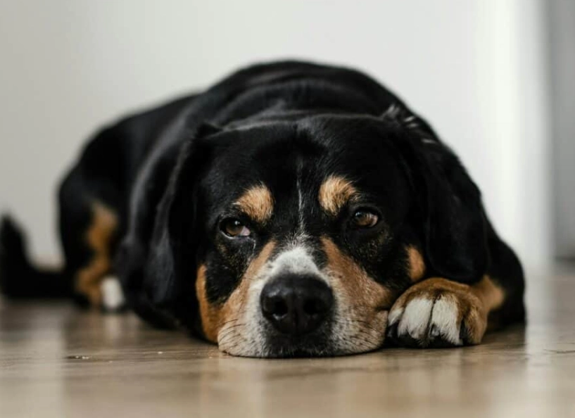 狗狗感冒拉肚子