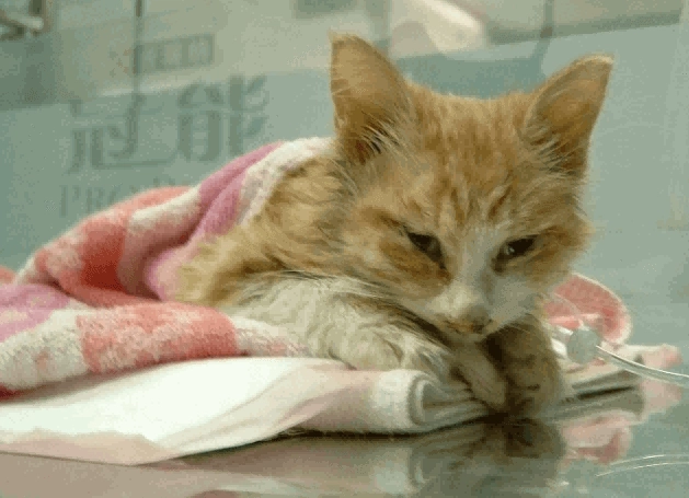 貓瘟預防 貓瘟預防