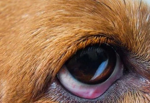 狗視網膜剝離治療 狗視網膜剝離治療