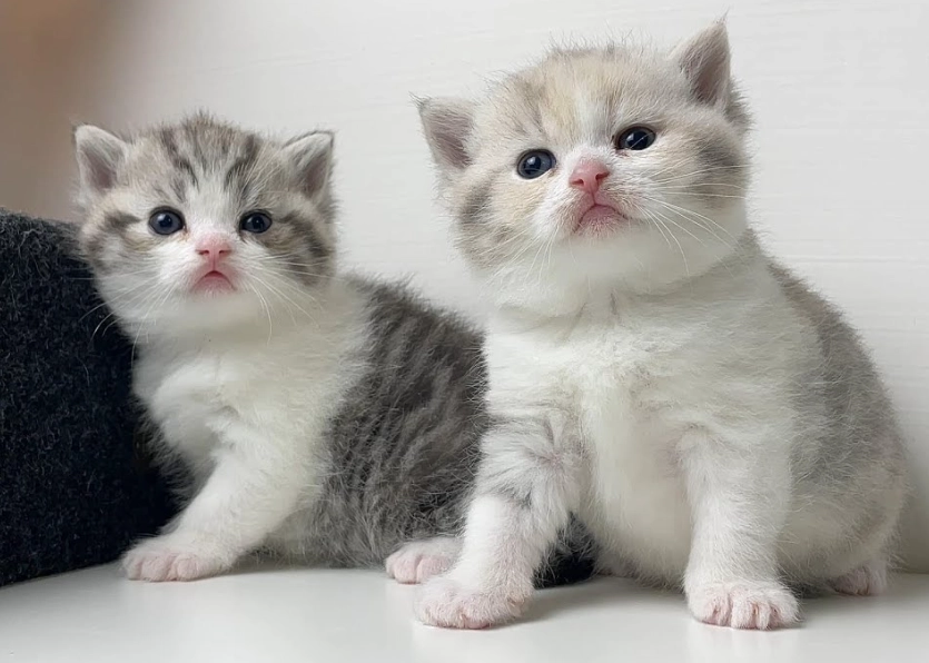 英國短毛貓領養 英國短毛貓領養