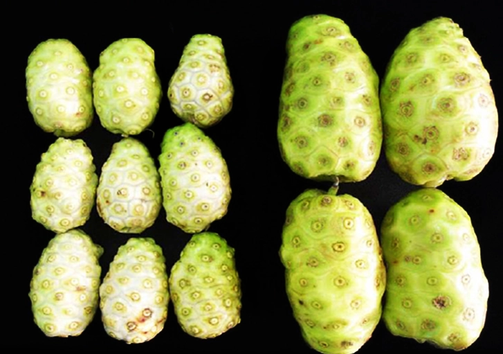 諾麗果酵素推薦