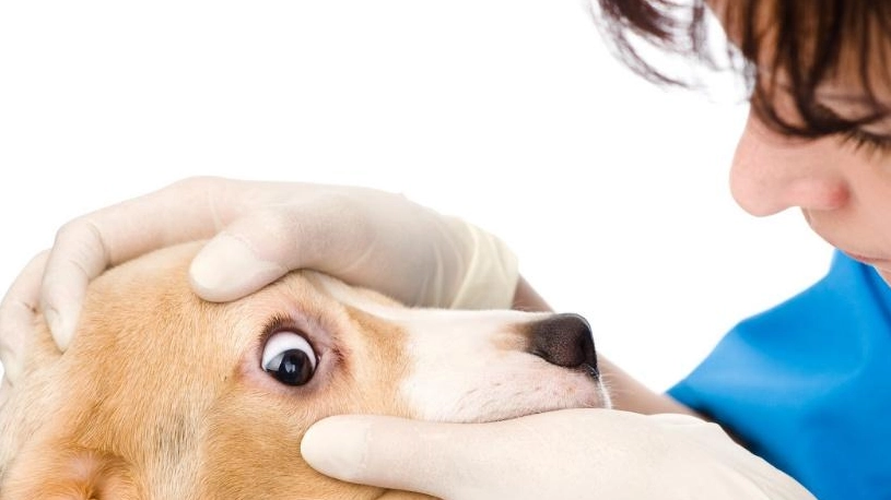 角膜潰瘍 狗