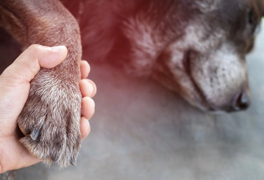 老狗呼吸急促 老狗呼吸急促