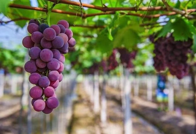 台灣葡萄種植