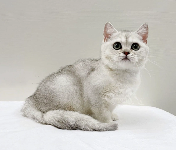 英國短毛貓領養 英國短毛貓領養