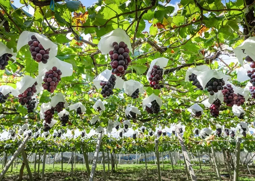 葡萄季節管理