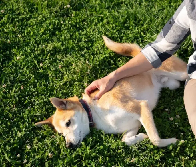 老狗呼吸急促 老狗呼吸急促