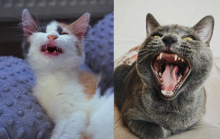 貓叫聲翻譯 貓叫聲翻譯