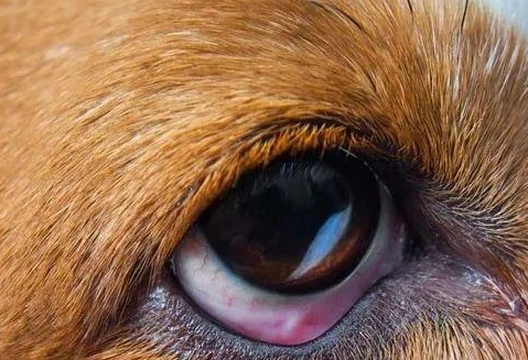狗狗眼睛潰瘍