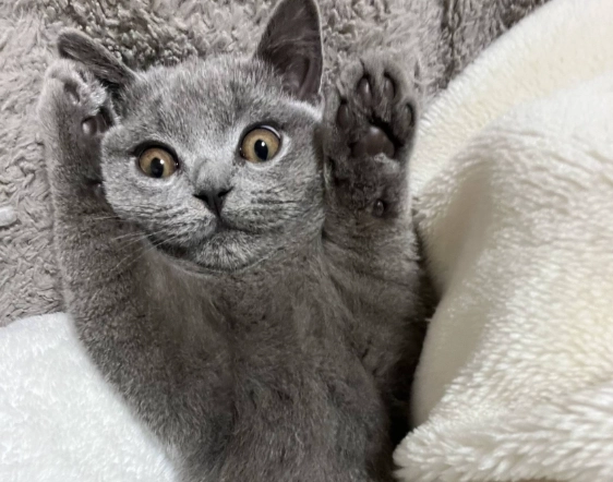 英國短毛貓 英國短毛貓