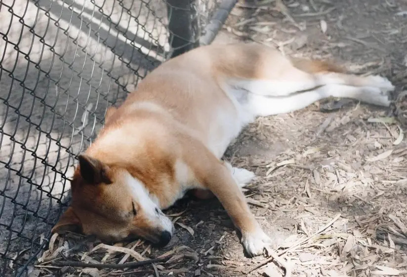 老狗呼吸急促 老狗呼吸急促